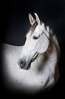 Pura Raza Espanola Portrait