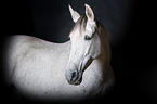 Pura Raza Espanola Portrait