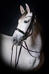Pura Raza Espanola Portrait
