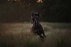 galloping Pura Raza Espanola