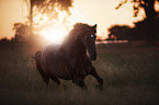 galloping Pura Raza Espanola