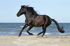 galloping Pura Raza Espanola