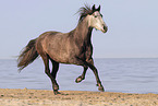 galloping Pura Raza Espanola