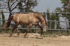 trotting Pura Raza Espanola