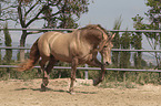 trotting Pura Raza Espanola
