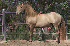 Pura Raza Espanola