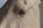 Pura Raza Espanola eye