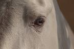 Pura Raza Espanola eye