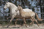 2 Pura Raza Espanola
