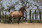 trotting Pura Raza Espanola