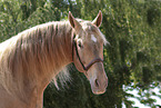 Pura Raza Espanola Portrait