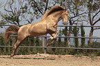 galloping Pura Raza Espanola
