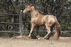 Pura Raza Espanola