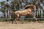 galloping Pura Raza Espanola