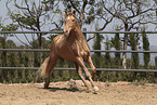 galloping Pura Raza Espanola