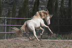 galloping Pura Raza Espanola