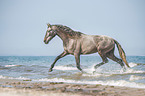 trotting Pura Raza Espanola