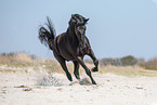galloping Pura Raza Espanola
