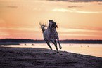 Pura Raza Espanola at the beach
