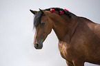 Pura Raza Espanola Portrait