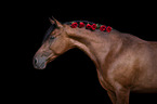 Pura Raza Espanola Portrait