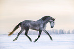 Andalusian in the snow
