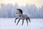 Andalusian in the snow