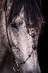 horse with headdress