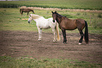 standing Pura Raza Espanola