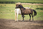 standing Pura Raza Espanola
