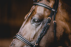 Pura Raza Espanola portrait