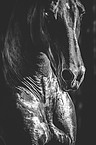 Pura Raza Espanola portrait
