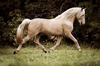 trotting Pura Raza Espanola