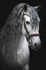 Pura Raza Espanola portrait