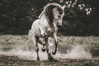 galloping Pura Raza Espanola