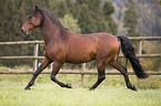 trotting Pura Raza Espanola