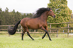 galloping Pura Raza Espanola