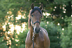 Pura Raza Espanola portrait