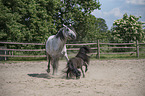 Pura Raza Espanola with Shetland Pony