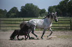 Pura Raza Espanola with Shetland Pony