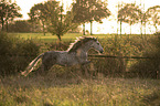 galloping Pura Raza Espanola