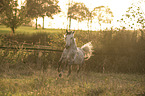 galloping Pura Raza Espanola