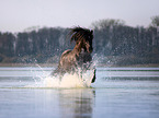 galloping Pura Raza Espanola