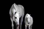 2 horses