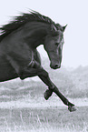 galloping Pura Raza Espanola