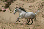 galloping Pura Raza Espanola