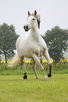 galloping Pura Raza Espanola
