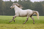 galloping Pura Raza Espanola