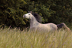 running Pura Raza Espanola