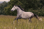 galloping Pura Raza Espanola